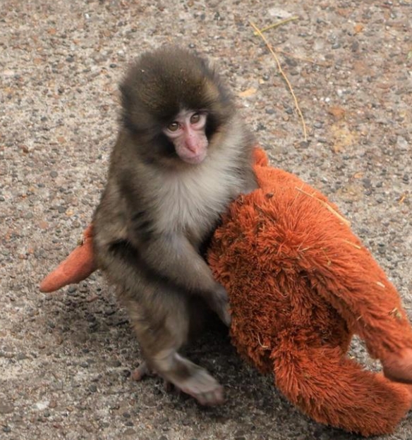 遭生母棄養「把娃娃當媽」！孤兒小猴「遭拖行尖叫」民眾不捨　動物園解釋了　