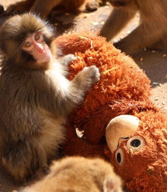 遭生母棄養「把娃娃當媽」！孤兒小猴「遭拖行尖叫」民眾不捨　動物園解釋了　