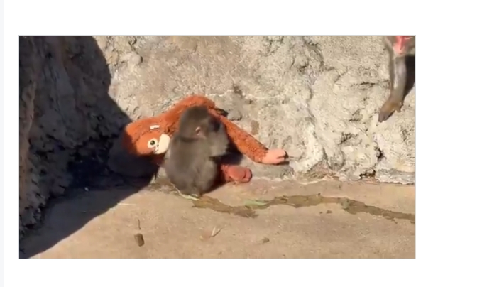 遭生母棄養「把娃娃當媽」！孤兒小猴「遭拖行尖叫」民眾不捨　動物園解釋了　