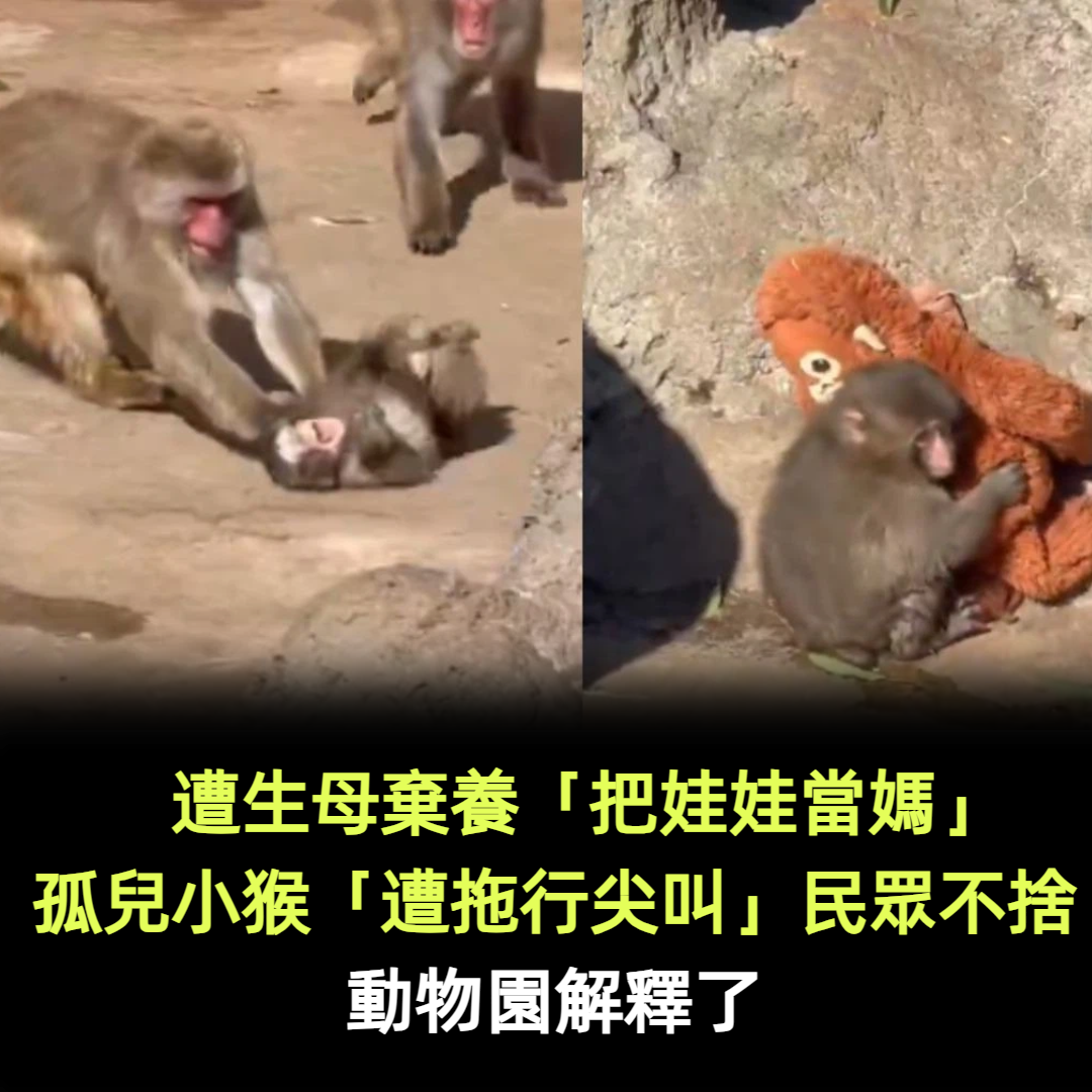 遭生母棄養「把娃娃當媽」！孤兒小猴「遭拖行尖叫」民眾不捨　動物園解釋了　