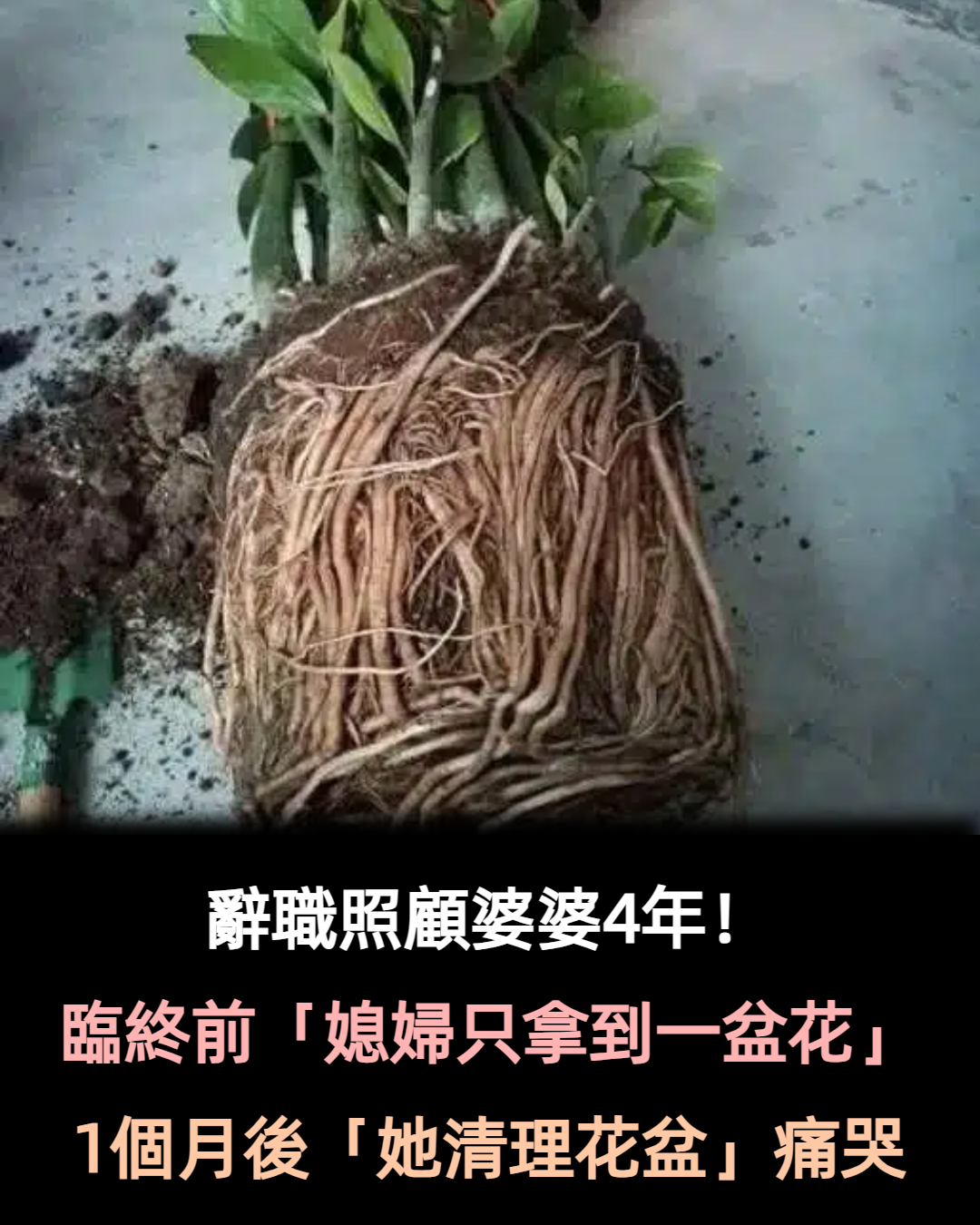 辭職回鄉照顧婆婆4年！臨終前只分給我一盆花　一個月後「清理花盆」我跪地痛哭