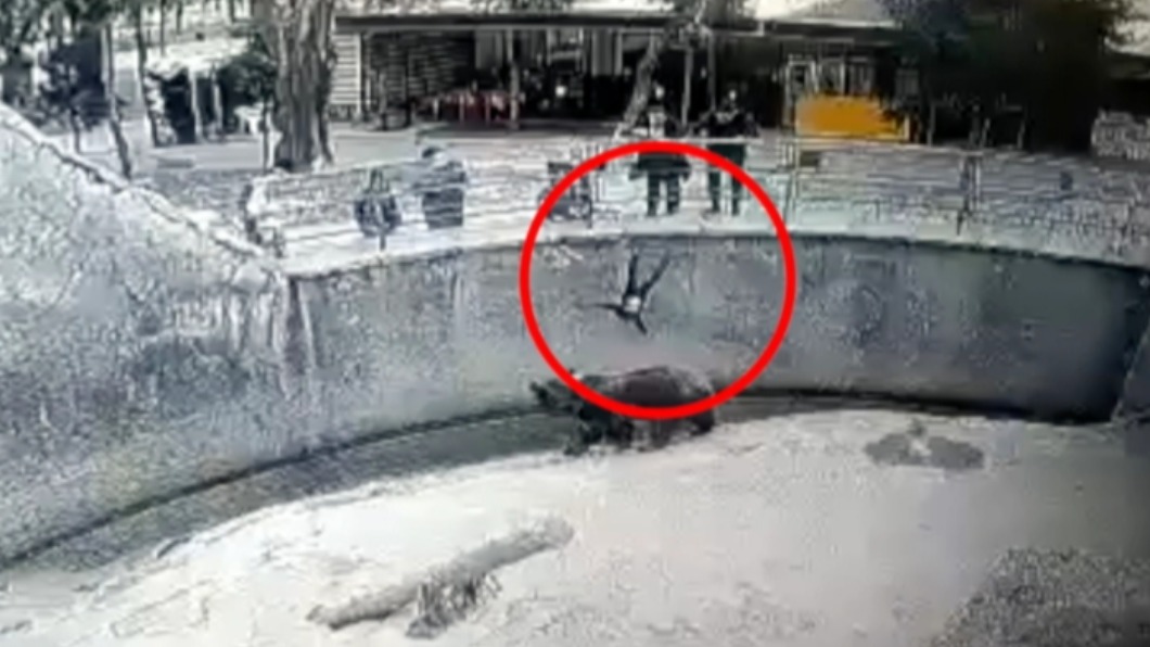 帶3歲女童逛動物園!狠心媽「把她丟去餵棕熊」後續狀況曝光