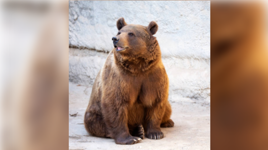帶3歲女童逛動物園!狠心媽「把她丟去餵棕熊」後續狀況曝光