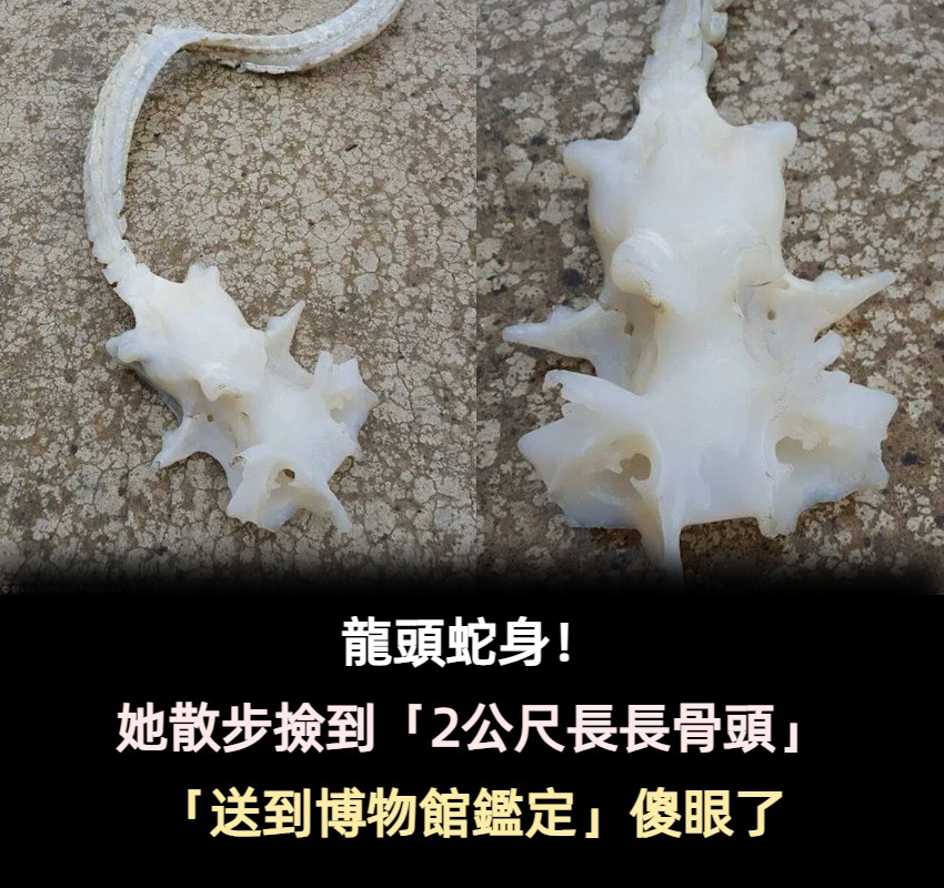 好像龍的骨頭！她散步撿到「2公尺長長骨頭」超好奇　送到博物館「館方公布真面目」網友全驚了