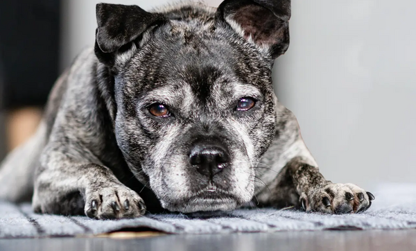 「六星連珠」天時震盪!命理師「示警4生肖」:破財家宅不寧