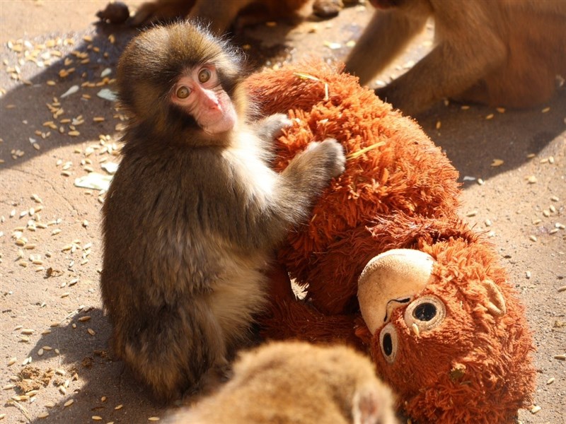 「六星連珠」天時震盪!命理師「示警4生肖」:破財家宅不寧