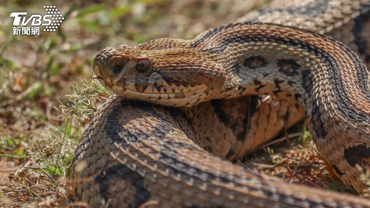 「六星連珠」天時震盪!命理師「示警4生肖」:破財家宅不寧