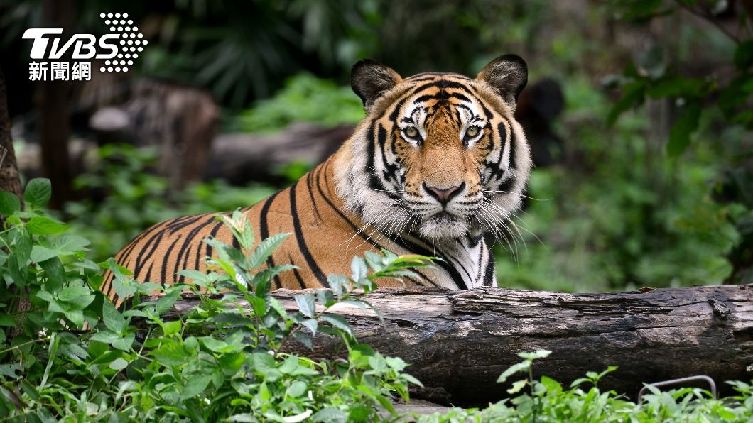 「六星連珠」天時震盪!命理師「示警4生肖」:破財家宅不寧