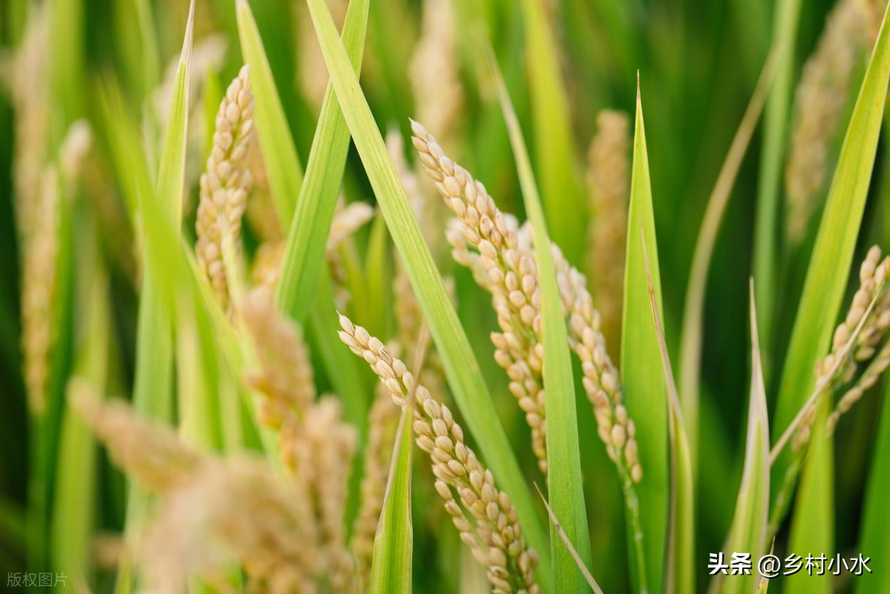 老祖宗流傳：「最怕元宵是雨天！」今日元宵節，元宵節下雨「已預示春季天氣」