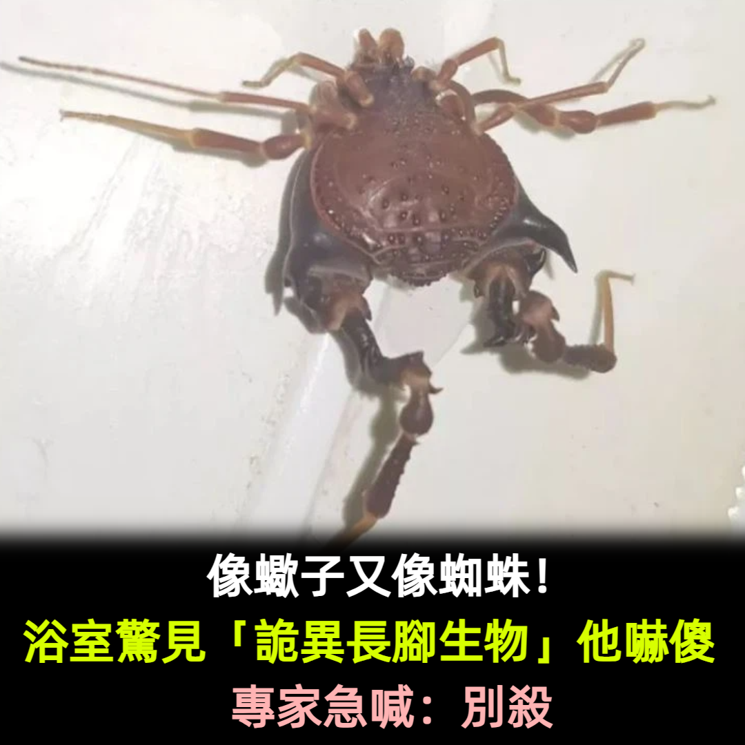 像蠍子又像蜘蛛！浴室驚見「詭異長腳生物」他嚇傻　專家急喊：別殺
