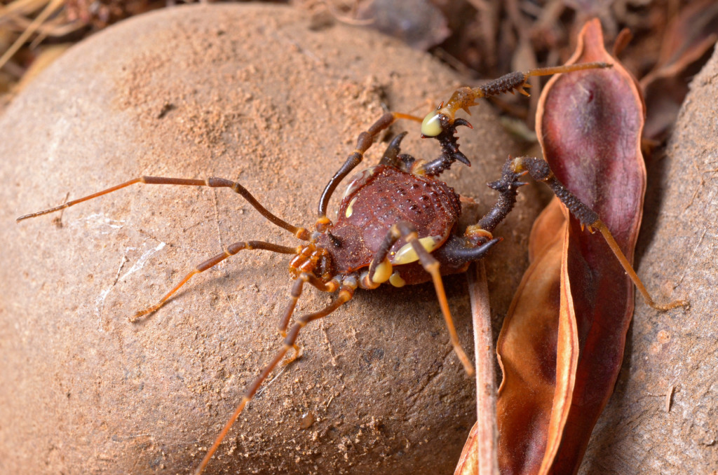 像蠍子又像蜘蛛！浴室驚見「詭異長腳生物」他嚇傻　專家急喊：別殺