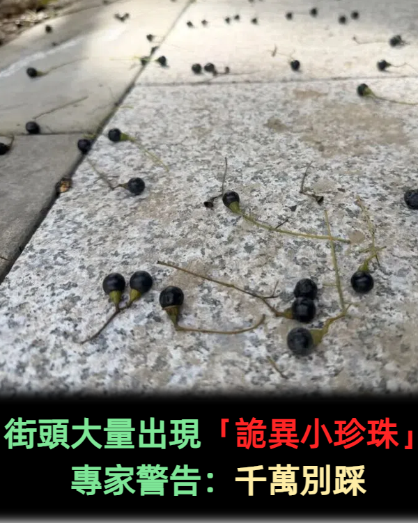 街頭大量出現「詭異小珍珠」專家警告：千萬別踩
