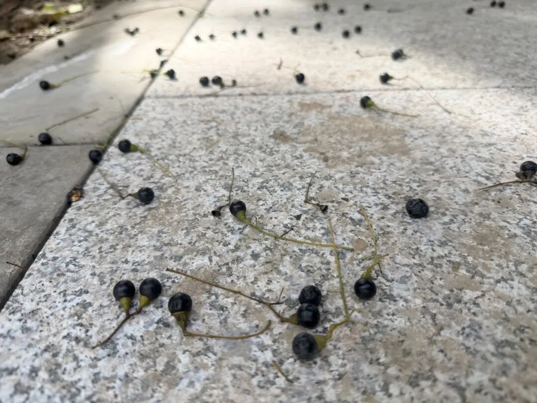 街頭大量出現「詭異小珍珠」專家警告：千萬別踩