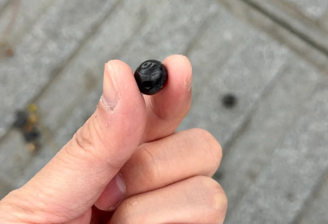 街頭大量出現「詭異小珍珠」專家警告：千萬別踩