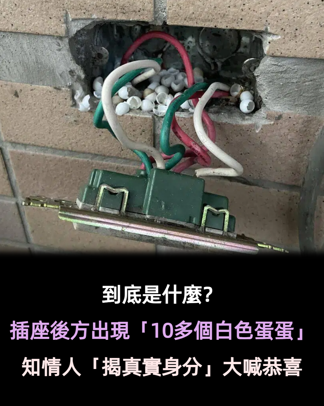 插座後方藏小生命！一拆開驚見「10多個迷你白色蛋蛋」 　知情網友一看喊恭喜「好希望我家也有」