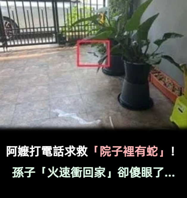 阿嬤打電話求救「院子裡有蛇」！孫子「火速衝回家」瞬間傻眼：怎麼是它...