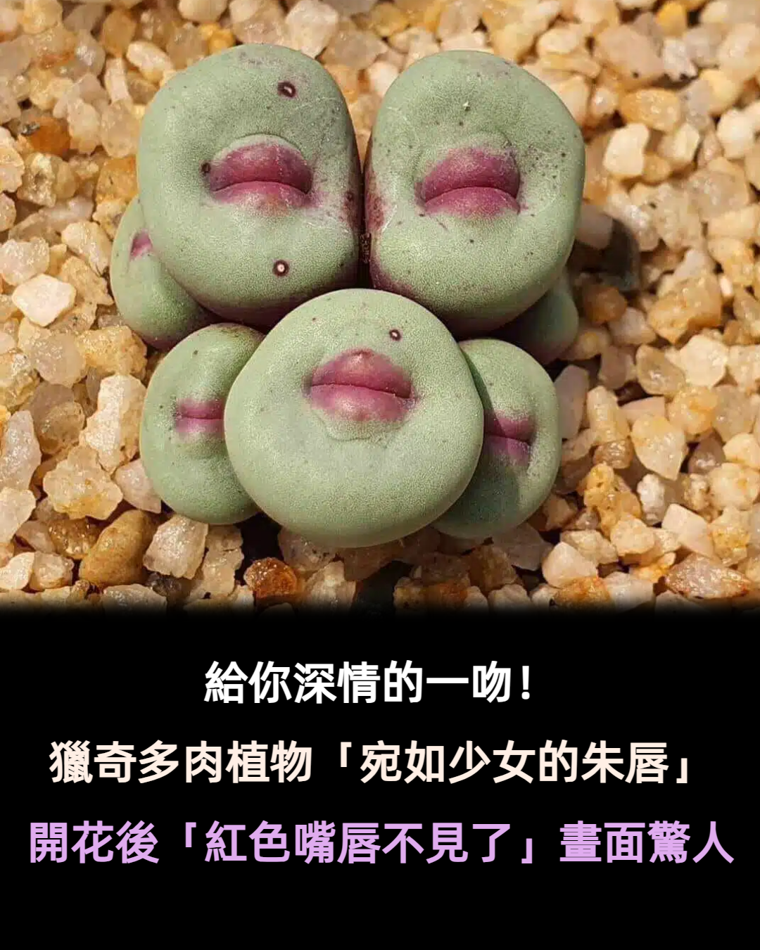 給你深情的一吻！療癒小多肉「宛如少女的朱唇」獵奇又吸睛　開花後「紅色嘴唇不見了」瞬間變可愛