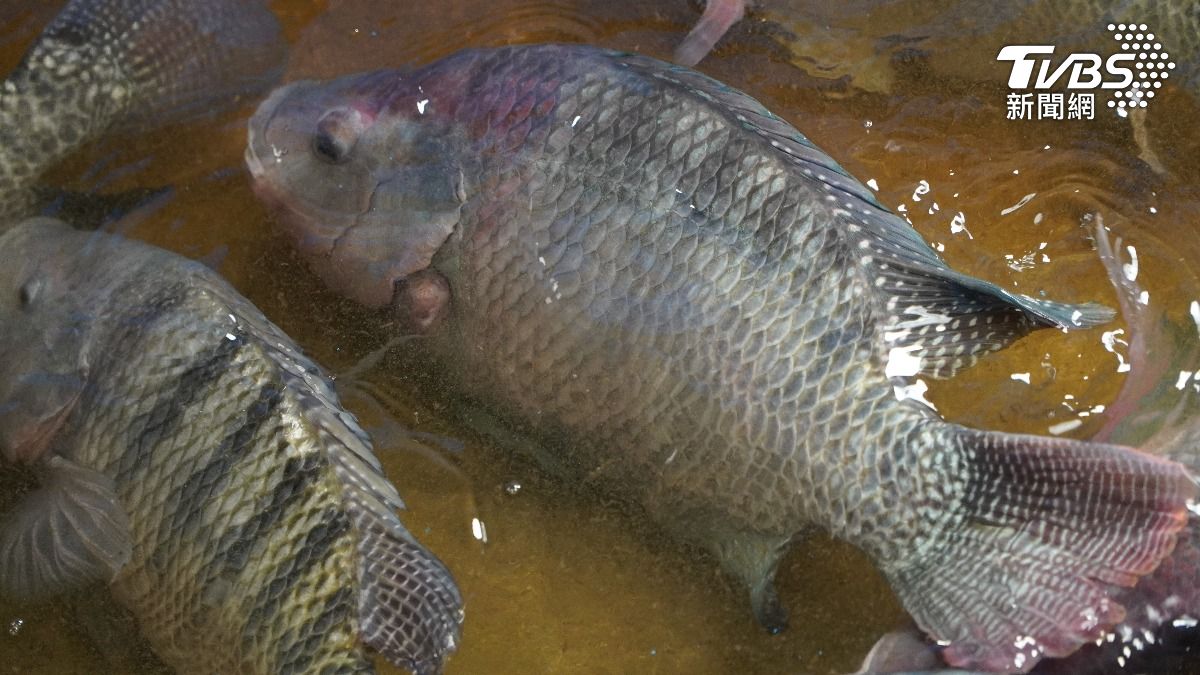 「餐桌常見4種魚」譚敦慈不吃！重金屬累積超毒