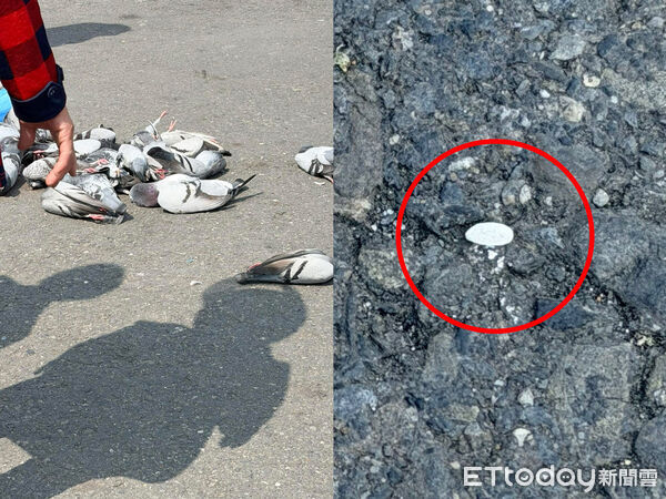 快訊／廟前灑毒米！24鴿子「空中摔落」鳥屍滿地　她被逮到完蛋了
