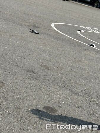 快訊／廟前灑毒米！24鴿子「空中摔落」鳥屍滿地　她被逮到完蛋了