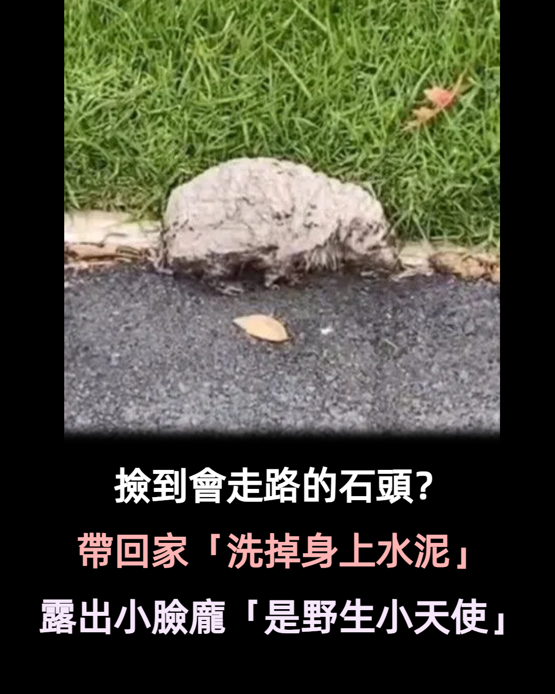 石頭會走路？她帶回家「洗掉身上水泥」細心照顧　終露出「可愛臉龐」網感動：是野生小天使❤️
