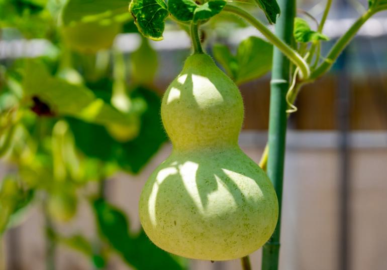 馬上停止吃這種瓜「有毒傷肝腎」！　醫氣喊「一盤上桌全家遭殃」會中毒：一堆家庭講不聽