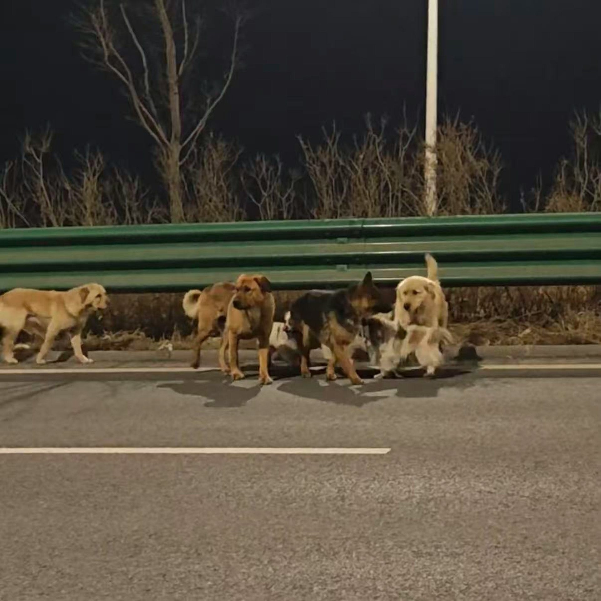 現實版狗狗大逃亡!7犬咬破鐵籠「結伴逃生17公里」 受傷德牧「被圍在中間」結局曝光