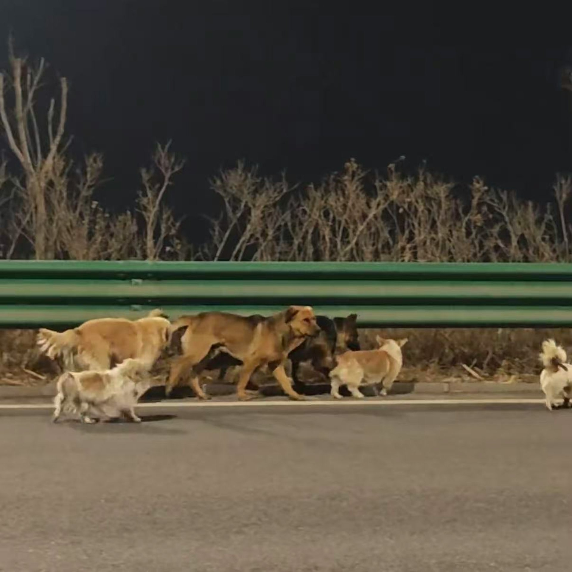 現實版狗狗大逃亡!7犬咬破鐵籠「結伴逃生17公里」 受傷德牧「被圍在中間」結局曝光