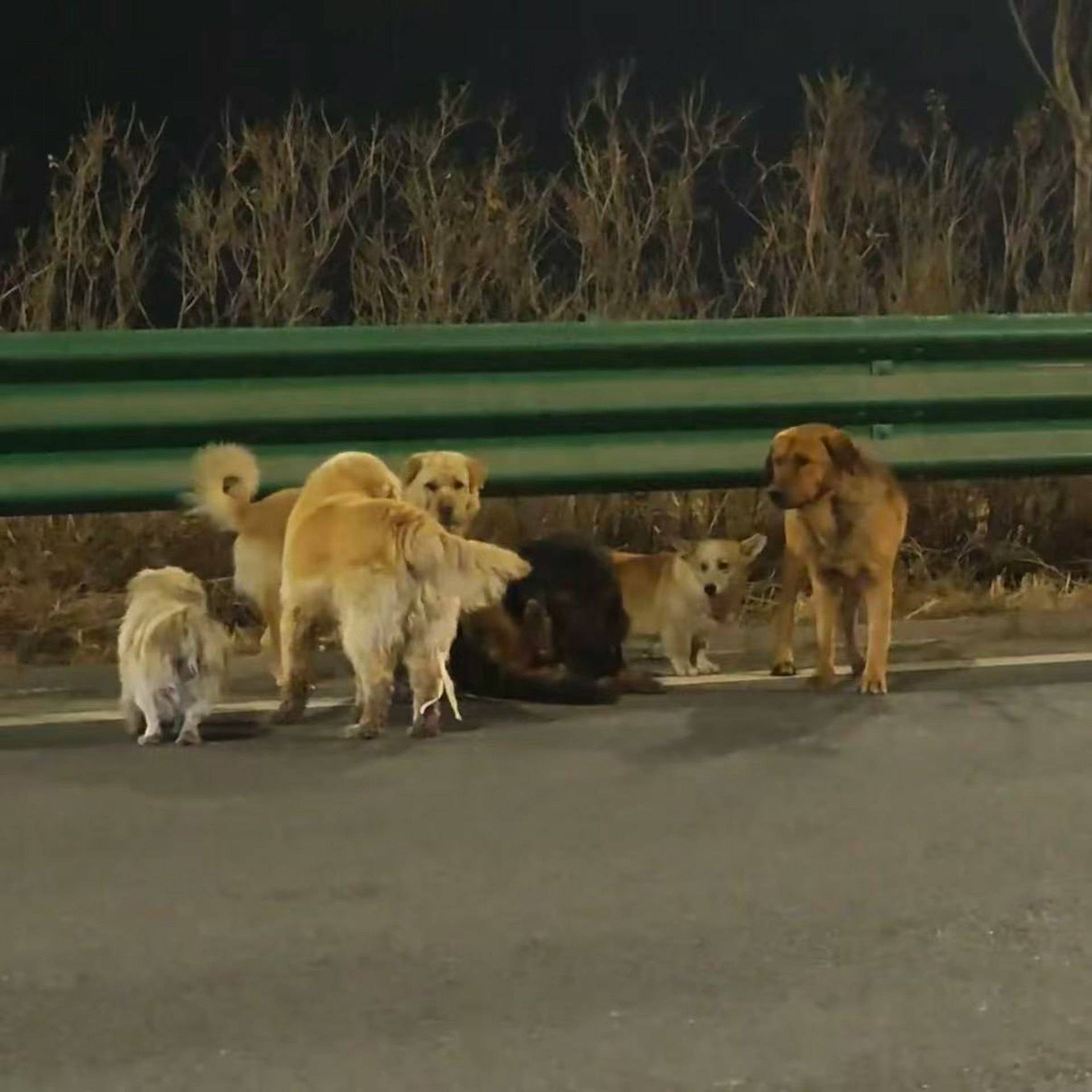 現實版狗狗大逃亡!7犬咬破鐵籠「結伴逃生17公里」 受傷德牧「被圍在中間」結局曝光