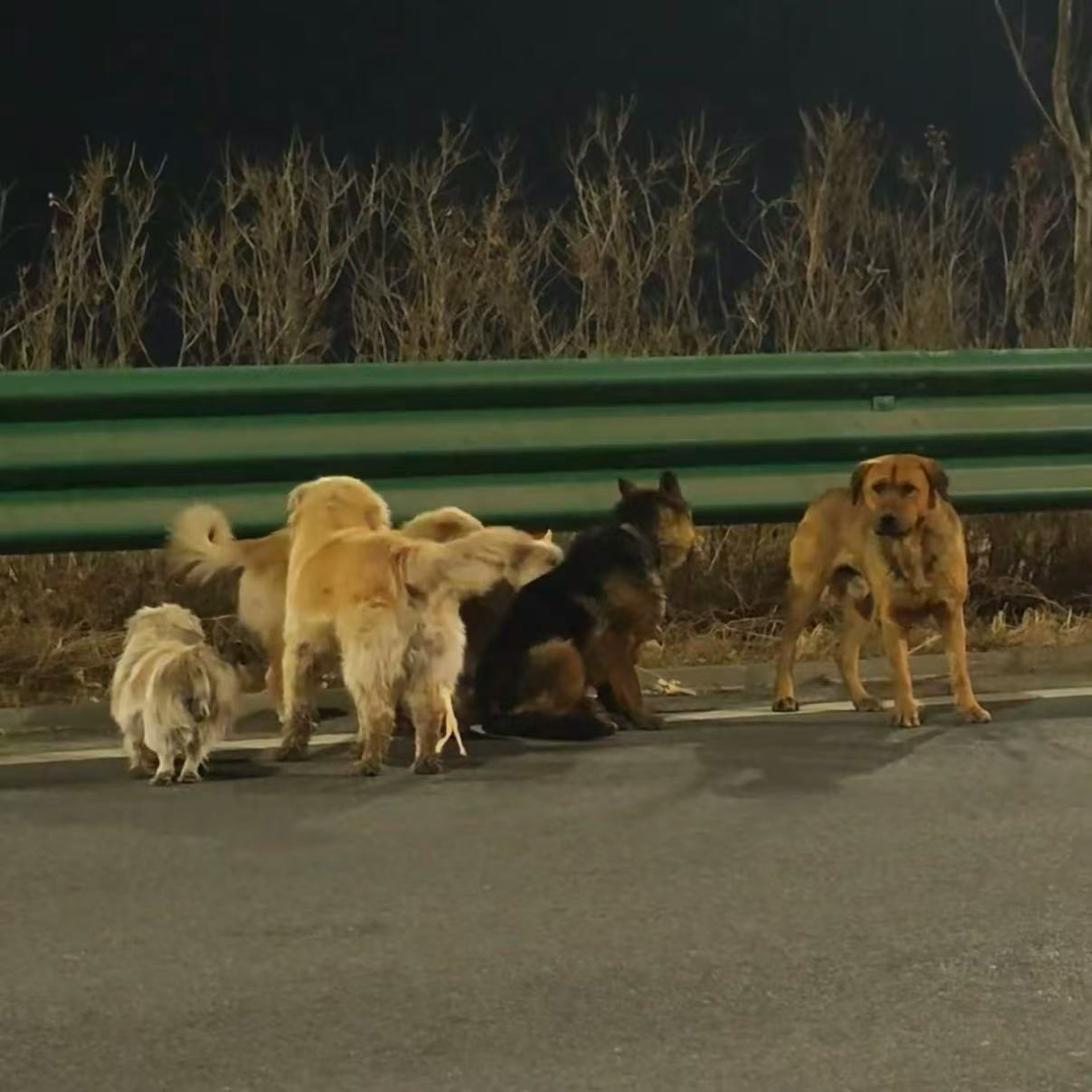 現實版狗狗大逃亡!7犬咬破鐵籠「結伴逃生17公里」 受傷德牧「被圍在中間」結局曝光