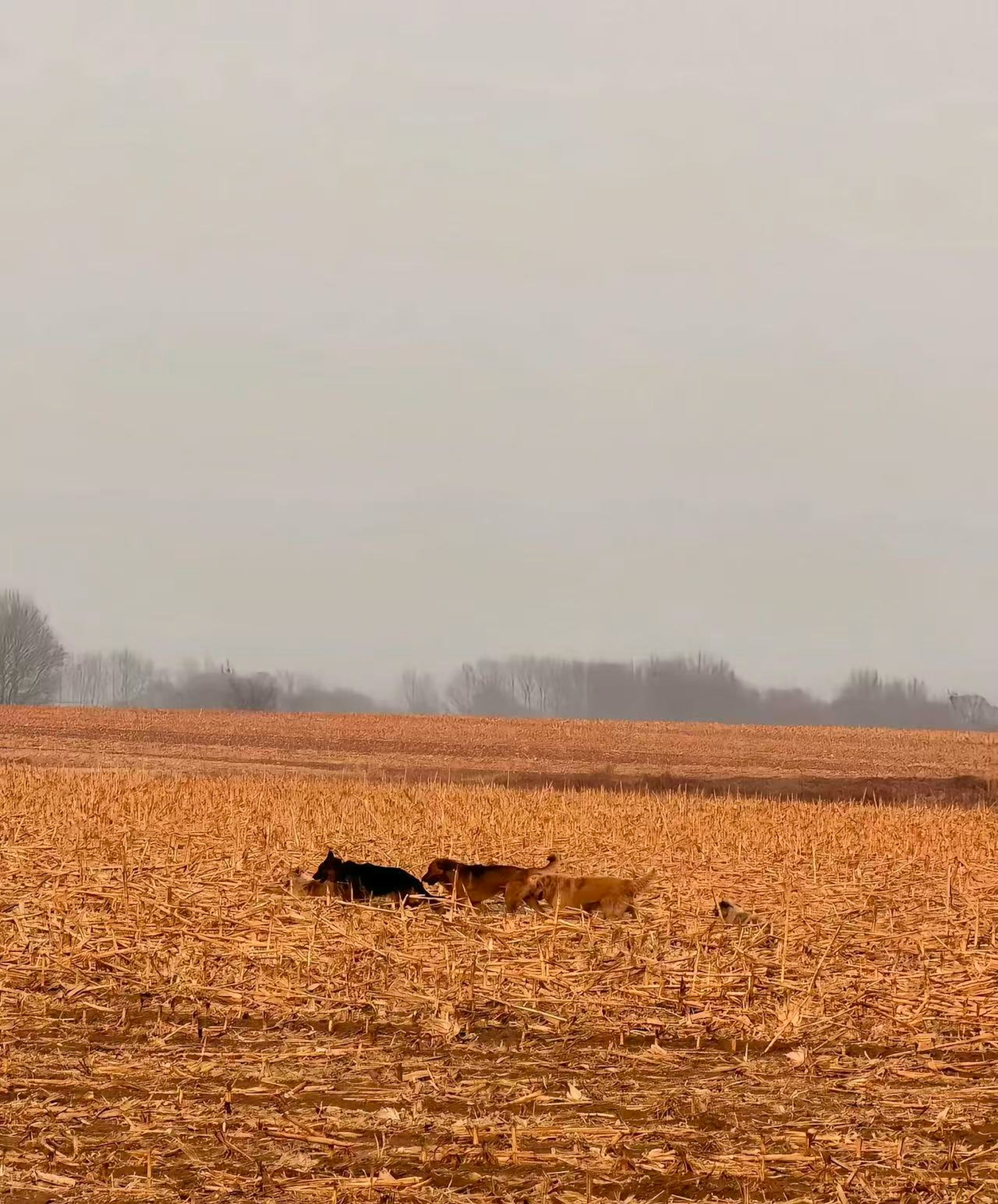 現實版狗狗大逃亡!7犬咬破鐵籠「結伴逃生17公里」 受傷德牧「被圍在中間」結局曝光