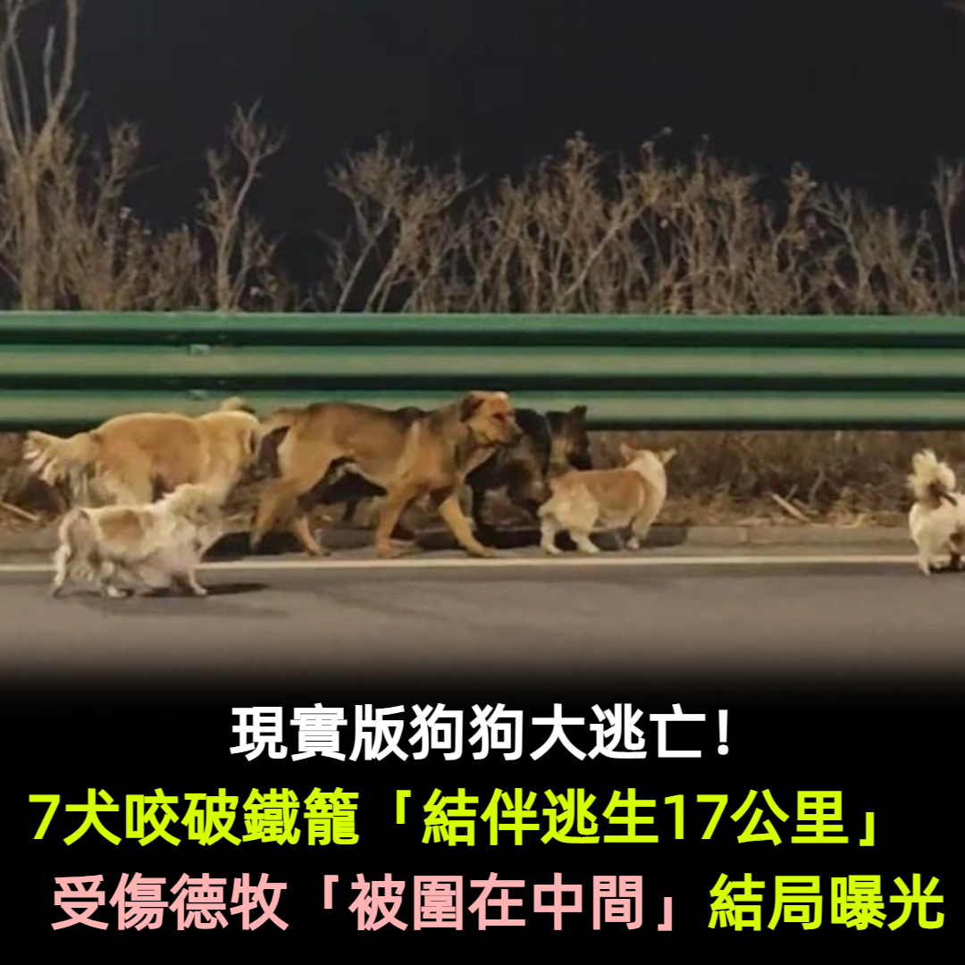 現實版狗狗大逃亡!7犬咬破鐵籠「結伴逃生17公里」 受傷德牧「被圍在中間」結局曝光