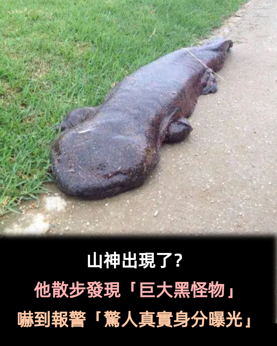 山神出現了？男子散步驚見「路邊出現巨大黑怪物」　報警後「警察到場也沒輒」結局太扯