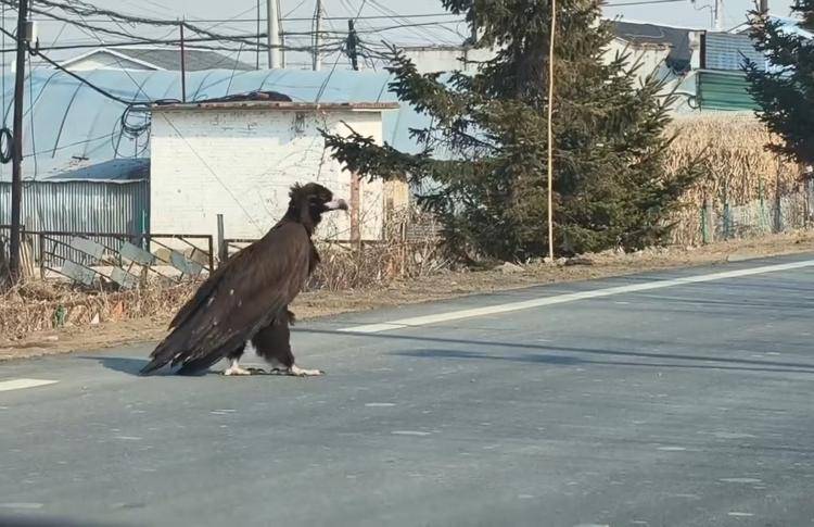 不是人扮的？國道過馬路驚見「1公尺漆黑巨鳥」　專家現身「公開真面目」