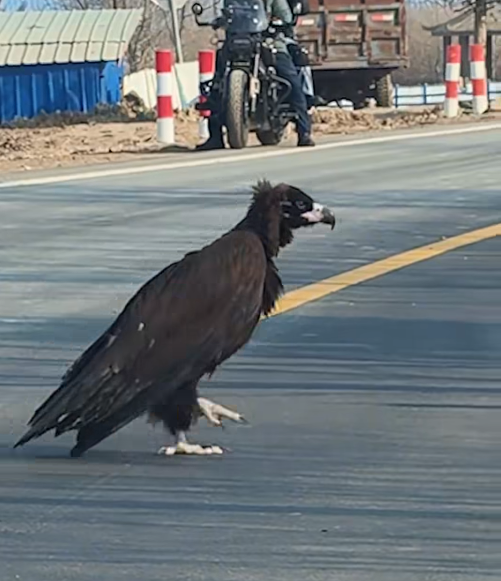 不是人扮的？國道過馬路驚見「1公尺漆黑巨鳥」　專家現身「公開真面目」