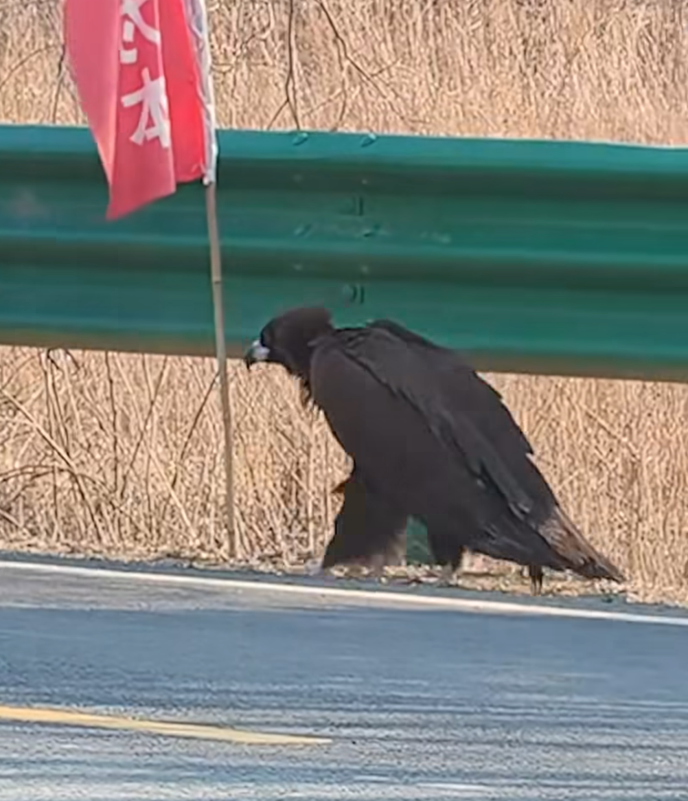 不是人扮的？國道過馬路驚見「1公尺漆黑巨鳥」　專家現身「公開真面目」