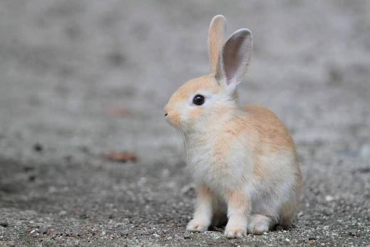 3月最後一週運勢爆發!命理師點名「3生肖得福星庇佑」:財路大開迎高光