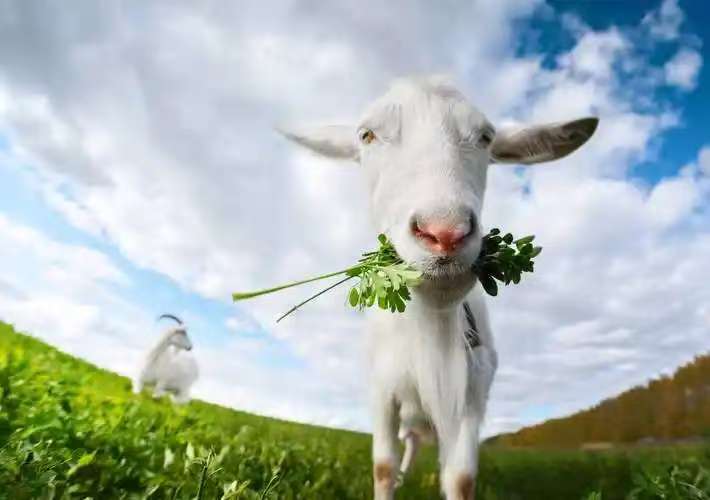 3月最後一週運勢爆發!命理師點名「3生肖得福星庇佑」:財路大開迎高光