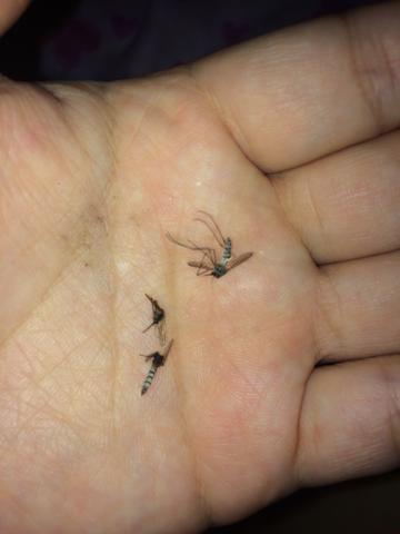 睡覺被蚊子吵到崩潰！她分享「免花錢滅蚊法」　網友照做「5分鐘殺3隻」大推：比捕蚊燈還有用