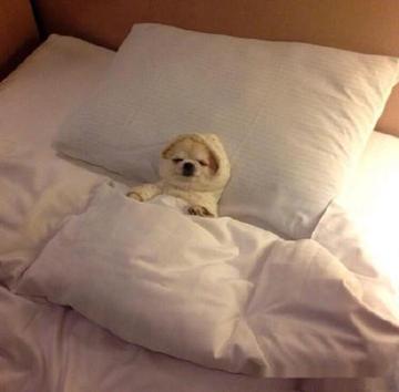 吃太清淡也上榜！日醫師列「10大養生地雷」加速老化　「睡超過這時數」反而短命