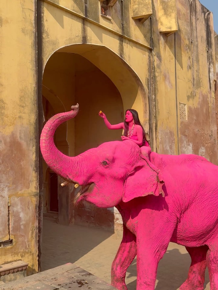 65歲大象「全身上粉色顏料」死亡！網怒轟「根本是虐待」攝影師緊急說明了