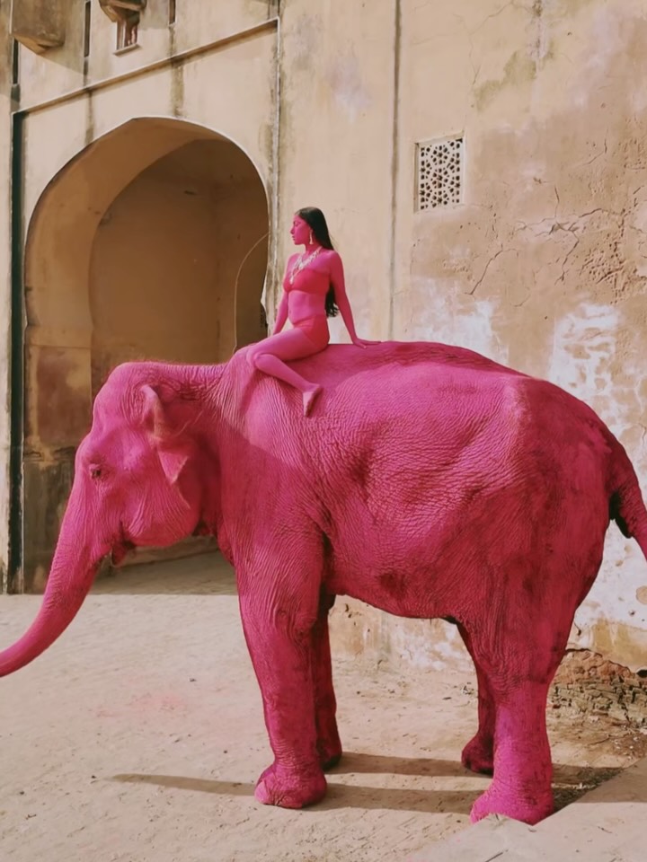 65歲大象「全身上粉色顏料」死亡！網怒轟「根本是虐待」攝影師緊急說明了