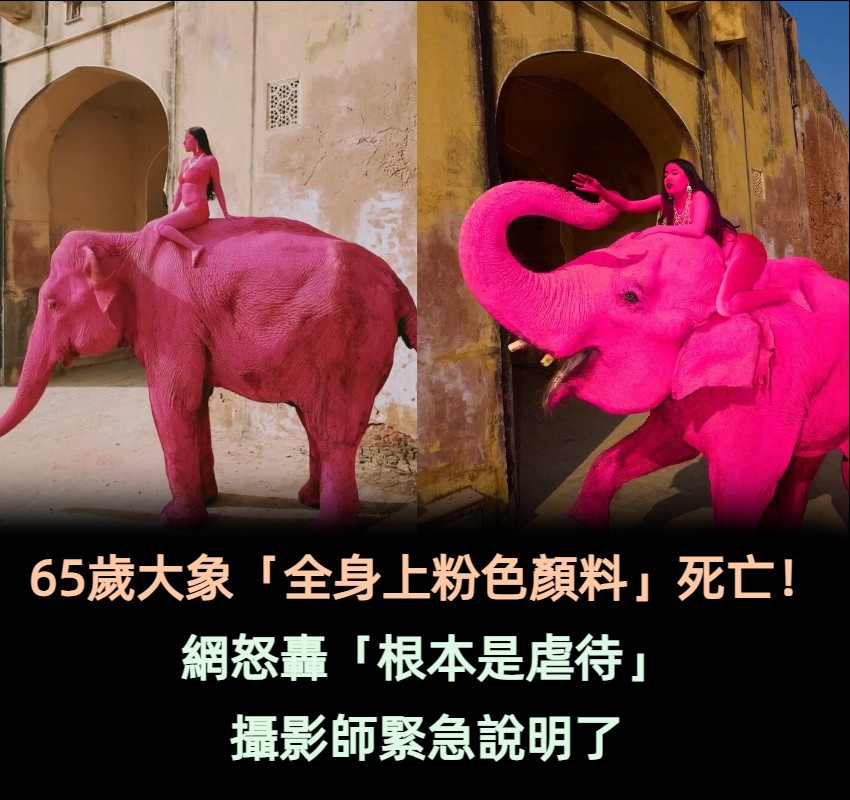 65歲大象「全身上粉色顏料」死亡！網怒轟「根本是虐待」攝影師緊急說明了