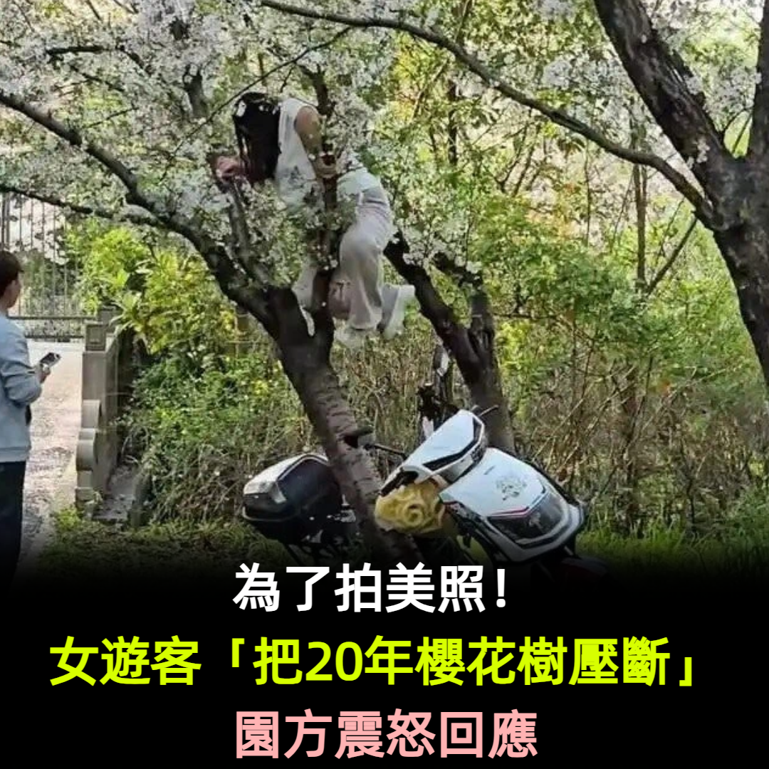 為了拍美照!女遊客「把20年櫻花樹壓斷」園方震怒回應