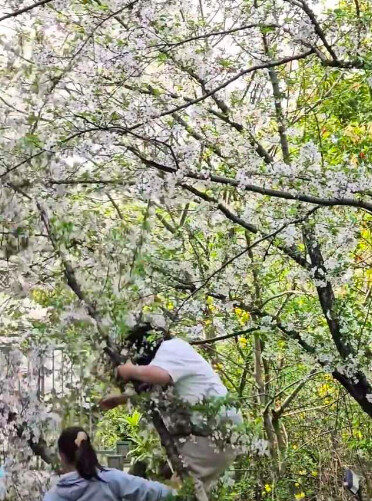 為了拍美照!女遊客「把20年櫻花樹壓斷」園方震怒回應