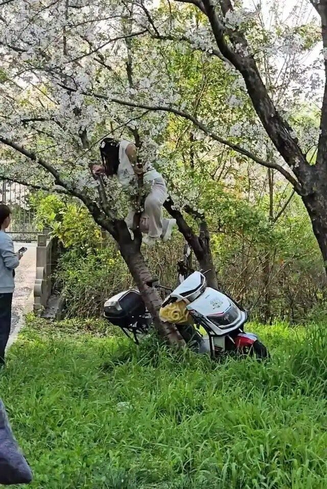 為了拍美照!女遊客「把20年櫻花樹壓斷」園方震怒回應