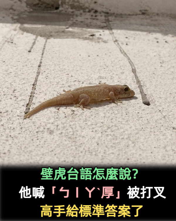 壁虎台語怎麼說?網開玩笑直翻「應該是ㄅㄧㄚ厚」 教育部出面揭「正確念法」:以後別唸錯