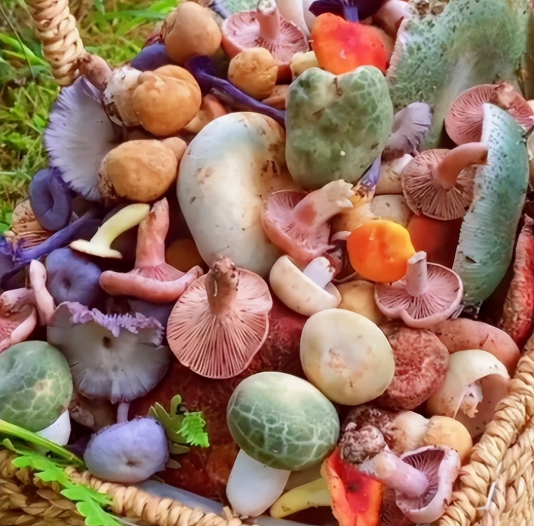 嚴重直接送醫!這4種菇「千萬別再亂買」:沒在開玩笑