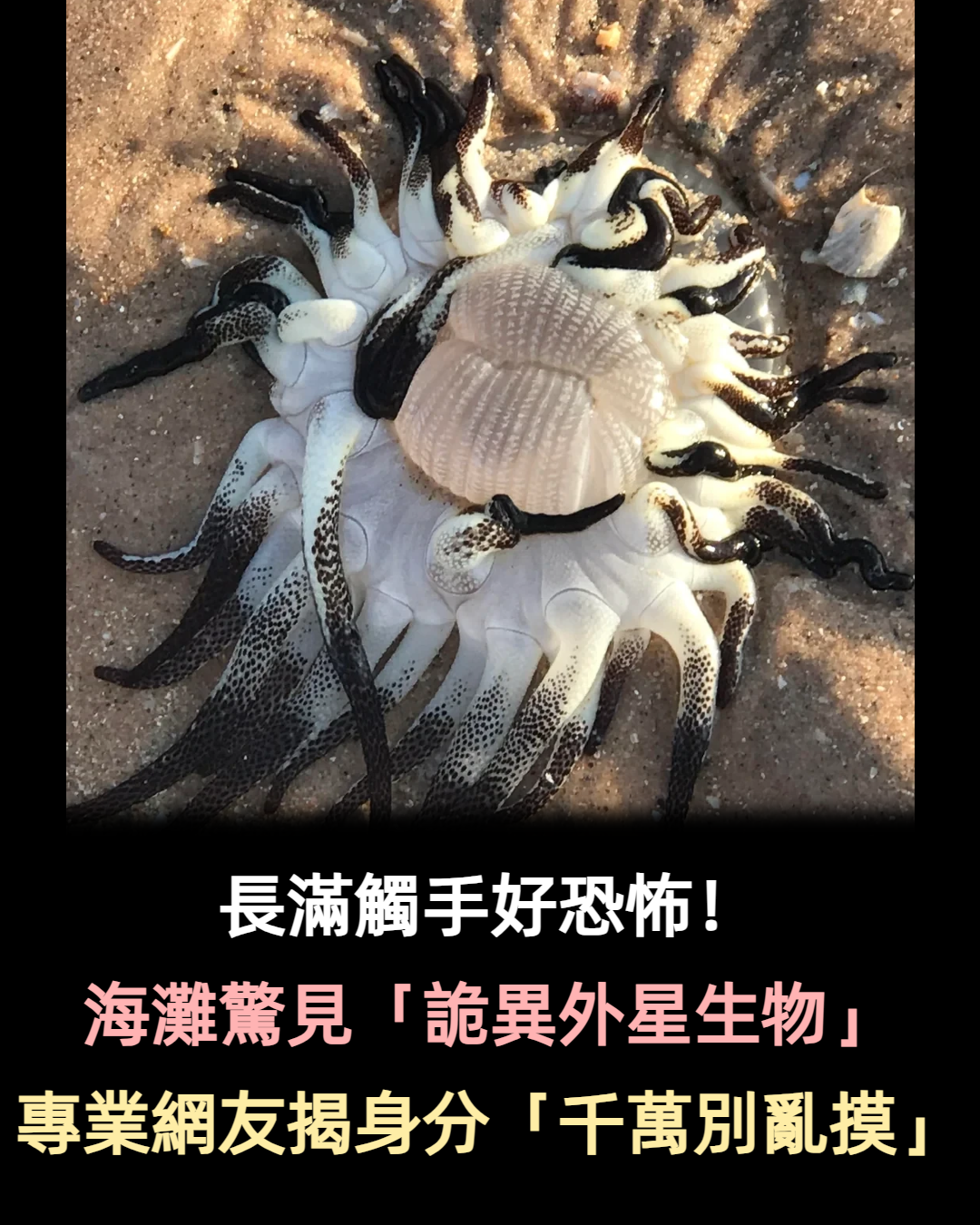 到底是什麼？海灘驚見「詭異外星生物」長滿觸手　專業網友警告「千萬別亂碰」曝神秘身分
