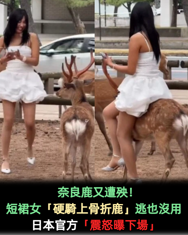 奈良鹿又遭殃！短裙女「硬騎上骨折鹿」想逃又被抓回　日本官方「震怒曝下場」